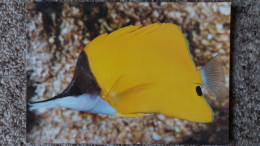 CPM GUADELOUPE AQUARIUM POISSON FORCIPIGER LONGIROSTRIS INDO PACIFIQUE  MSM N° 4  REALISATION COUTANT - Autres & Non Classés