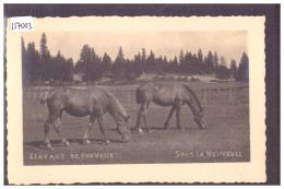 SAIGNELEGIER - CHEVAUX DES FRANCHES MONTAGNES - TB - Saignelégier