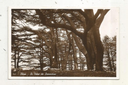 Cp,  LIBAN, Le Cèdre De LAMARTINE, Arbre ,vierge, Ed. Photo Sport, Beyrouth - Libanon