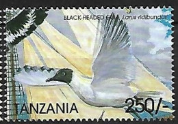 Tanzania - MNH ** 1999 :         Black-headed Gull  -  Chroicocephalus Ridibundus - Meeuwen