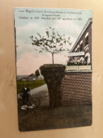 Hingene-Puurs  Cam. Kegels-Costa's Kriekappelboom In Hollen Trunk Geplant 1901 Beladen Met 267 Appeltjes In 1909  ARBRE - Puurs