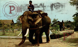 TAILANDIA. THAI ELEPHANT PULLING THE TEAK LOG - Thaïlande