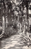 FRANCE - Ile Sainte Marguerite - Allée Des Eucalyptus - Carte Postale Ancienne - Cannes