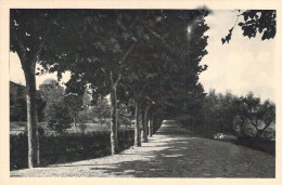 VATICAN - Giardini - Viale Degli Ulivi - Carte Postale Ancienne - Vatican