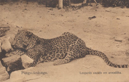 Pungo Leopardo Cacado Em Armadilha Antique Leopard Africa Postcard - Angola