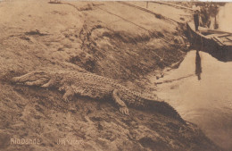 Angola Africa Boat By Crocodile Reptile Hunters Antique Postcard - Angola