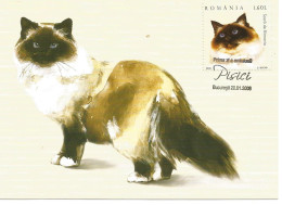 Carte Maximun- Chat- Sacré De Birmanie - Roumanie -2006 - Tarjetas – Máximo