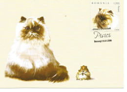 Carte Maximun- Chat- Persan- Roumanie -2006 - Cartes-maximum (CM)