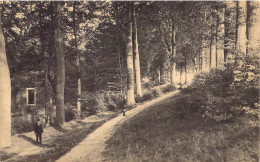 BELGIQUE - TONGRES - Promenade Du Beukenberg - Carte Postale Ancienne - Tongeren