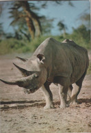 Faune Africaine - Rhinoceros - Rinoceronte