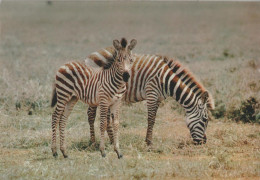 Faune Africaine - Zebres - Zebras - Zebra's