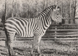 Zebra - Zebres - Zebras - Zebre