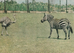 Zebra - Zebres - Zebras - Strus Senegalski - Zebra's