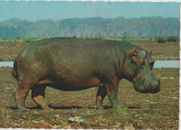 Hippopotamus - Hippopotame - Ippopotamo - Nilpferd - Africa - Cecami - Ippopotami