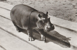 Hippopotamus - Hippopotame - Ippopotamo - Budapest Allat - Flusspferde