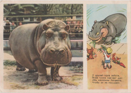 Hippopotamus - Hippopotame - Ippopotamo - Vintage Russian Postcard 1955 - Illustrateur Stepantsev - Ippopotami