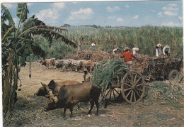 GUADELOUPE. PT-BOURG.  CPSM..AU BORD DE LA LEZARDE SCENE DE LA RECOLTE DE LA CANNE A SUCRE. ATTELAGE .+ TEXTE ANNÉE 1980 - Autres & Non Classés