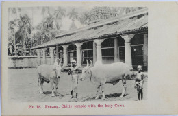 C. P. A. : Malaysia : PENANG : Chitty Temple With The Holy Cows - Malaysia