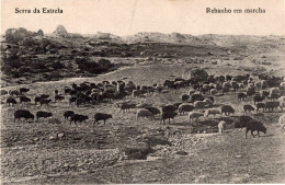 SERRA DA ESTRELA - Rebanho Em Marcha - PORTUGAL - Guarda