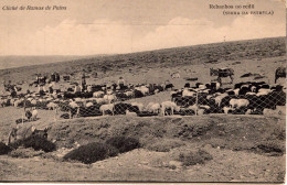 SERRA DA ESTRELA - Rebanho No Redil - PORTUGAL - Guarda