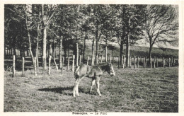 BELGIQUE - Nassogne - Le Parc - Poulain - écurie - Haras - Clairière - Pré - Carte Postale Ancienne - Nassogne