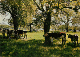 Normandie  ? - Animaux - Vaches - Vache - Série Paysages De France - Moderne Granf Format - état - Cows