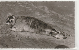 Büsum, Seehund Am Strand, Schleswig-Holstein - Buesum