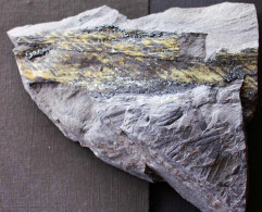 9712 7= Fossiles  Axe De Fougères Caulopteris Plante Du Carbonifère Carboniferous Plant - Fossils