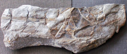 9711 6= Fossiles  Asterophyllited Equisetiformis + Dicksonites Pluckeneti Plante Du Carbonifère Carboniferous Plant - Fossilien