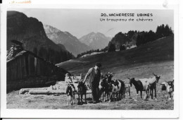 VACHERESSE UBINES - Un Troupeau De Chèvres - Vacheresse
