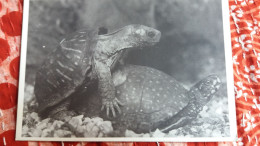 CPM DEUX TORTUES ACCOUPLEMENT ED GENDRE - Tortugas