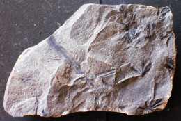 9680 9+  Neuropteris Tenuifolia Plante Du Carbonifère Carboniferous Plant - Fossielen