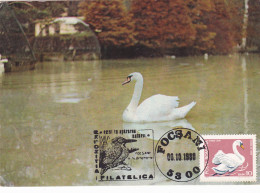 BIRD CYGNES , SWAN, 1980 MAXIMUM CARD,CARTE MAXIMUM,CM ROMANIA - Schwäne