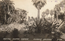 Capitol Cactus Garden, Phoenix, Arizona  Real Photo Post Card 4 Glue Marks On Back - Phönix