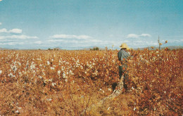 Cotton Fields Of Arizona Cotton Pickers Are Shown At Work Near Mesa And Scottsdale. - Autres & Non Classés