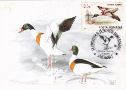 Romania, Roumanie, Rumänien, Rumania, Roemenië.Roumania, Carte Maximum 1994 Cygne - TADORNA -  Maximum Card From Romania - Swans