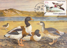 Romania, Roumanie, Rumänien, Rumania, Roemenië.Roumania, Carte Maximum 2010 Cygne - TADORNA -  Maximum Card Romania - Zwanen