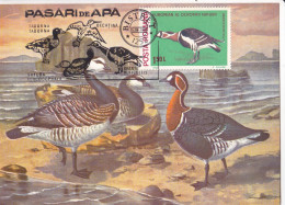 Romania, Roumanie, Rumänien, Rumania,, Carte Maximum 1988 Cygne - BRANTA LEUCAPSIS -  Maximum Card . - Cigni