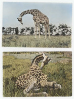 2 Cpsm Faune Africaine - Girafes    (AN) - Giraffes