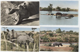 4 Cpsm Faune Africaine - Hippopotame, Rhinocéros ......  (AN) - Nijlpaarden