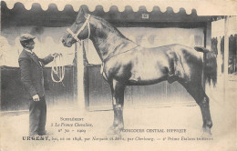 A LA FERME CHEVALINE-CONCOURS HIP URGENT-BAI NE EN 1898, PAR NARQUOIS ET MIRA PAR CHERBOURG- 2e PRIME ETALONS TROTTEURS - Horses