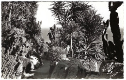 MC - Principauté De Monaco : Le Jardin Exotique - Au Fond La Méditerranée  - éd. SEPT N° 1-121 (non Circ.) - Exotic Garden