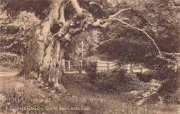 ANGLETERRE - Burnham Beeches - Gray's Beech - Carte Postale Ancienne - Autres & Non Classés