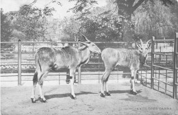 BELGIQUE - Jardin Zoologique D'Anvers - Antilopes Canna - Carte Postale Ancienne - Antwerpen