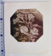 Ex-libris David Bekker, 1983. Fleur Alstroemeria. Exlibris David Bekker, 1983. Flower Alstromeria - Bookplates