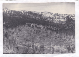 CPM. 15 X 10,5 -  Alphonse Deriaz. - Ouragan Dans La Forêt De Baulmes, 1935 - Baulmes