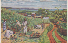 GUADELOUPE - PETIT BOURG - Rhumerie De La Grippière - Tableau De Mme Germaine CASSE - Pointe A Pitre