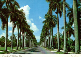 CPSM Palm Lined McGregor Blvd - Fort Myers