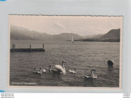 Schwäne Auf Dem Attersee 1954 - Attersee-Orte