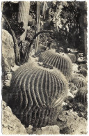 MC - Jardin Exotique De Monaco : Echinocactus Grusonii, Rathbunia Alamosensis, Céréus Divers - N° HC 161 (circ. 1954) - Exotische Tuin